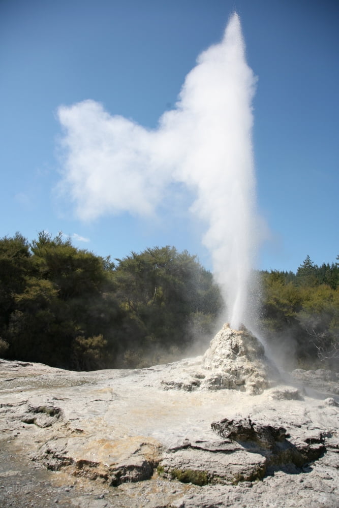 Lady Knox Geyser Wai-O-Tapu Geothermal area Taupo Volcanic Zone New Zealand Canvas Art - Richard RoscoeStocktrek Images (23 x 35)