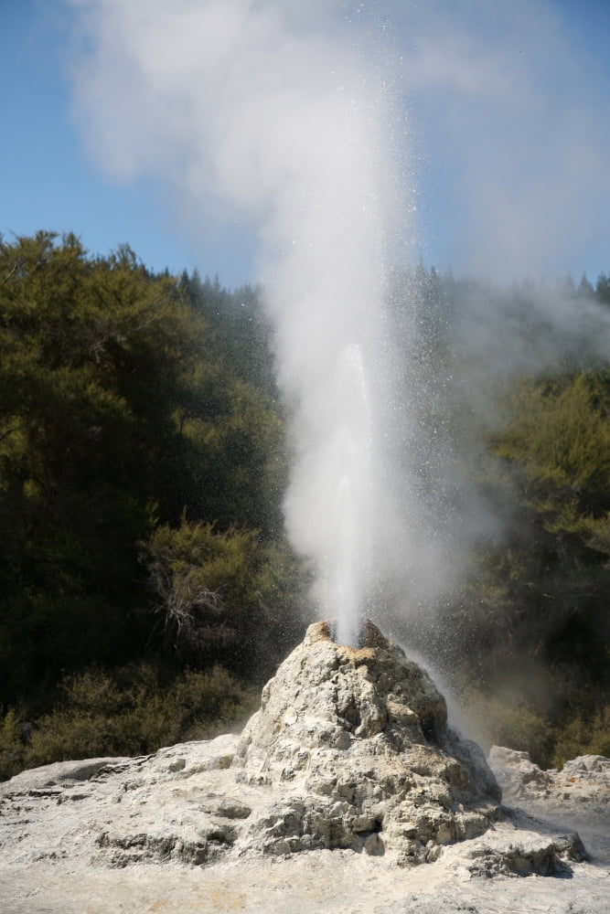 Lady Knox Geyser erupting Wai-O-Tapu Geothermal area Taupo Volcanic Zone New Zealand Canvas Art - Richard RoscoeStocktrek Images (12 x 18)