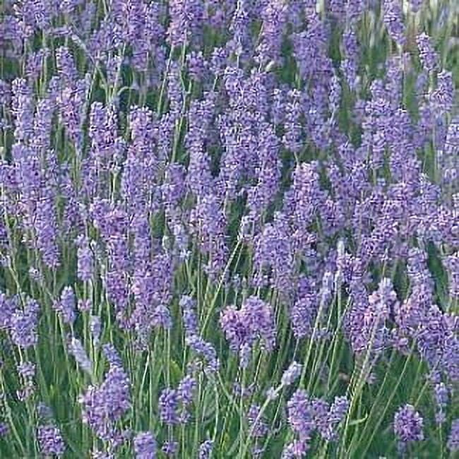 Lady Lavender  - Good Scents - Live Plant - 3" Pot