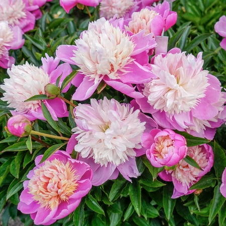 Lady Liberty Peony Dormant Bare Root Perennial Plant, 1-Pack
