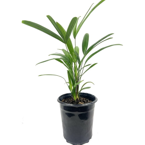 Lady Palm - Live Plant in an 6 Inch Growers Pot - Rhapis Excelsa - Beautiful Clean Air Indoor Outdoor Houseplant