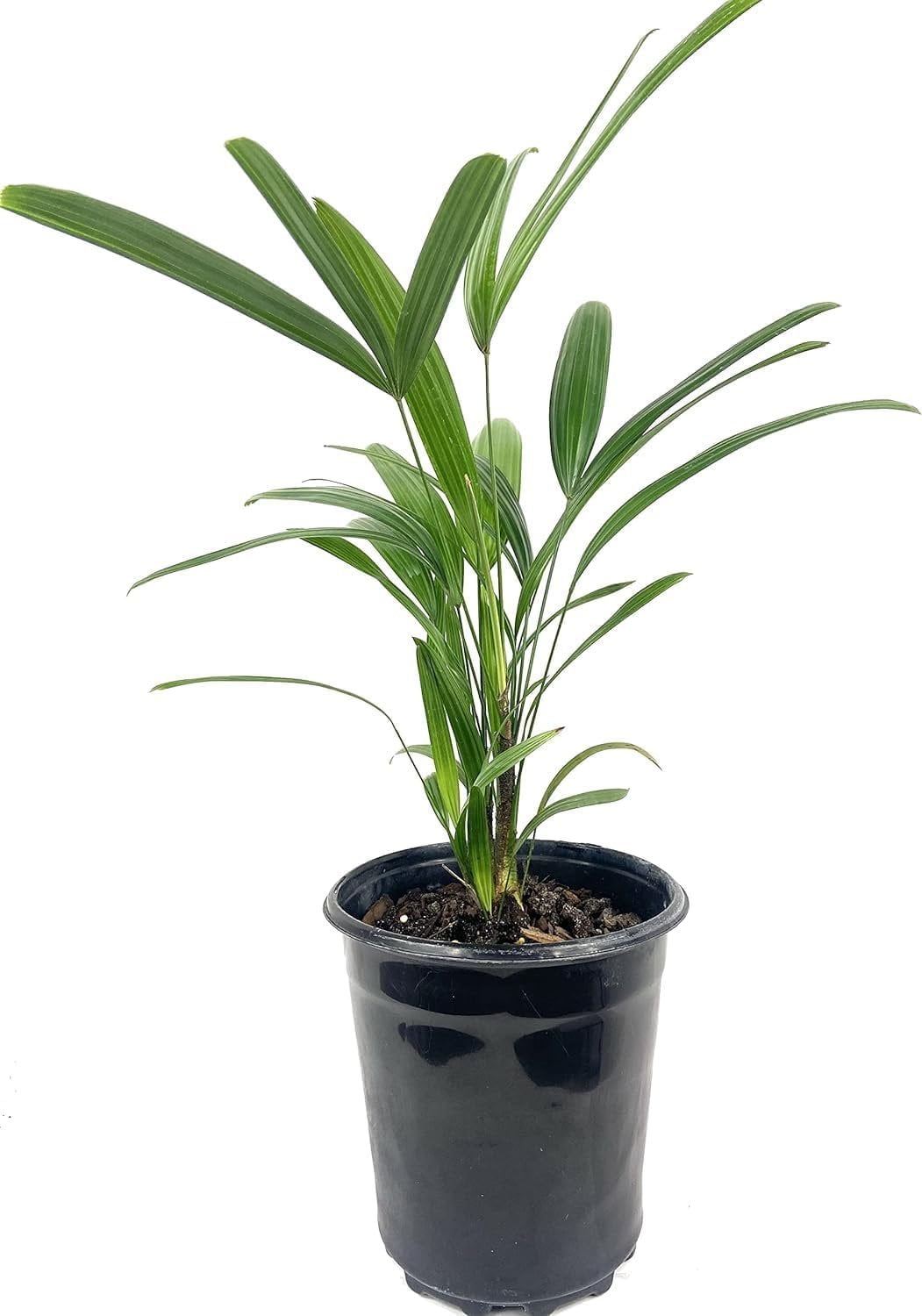Lady Palm - Live Starter Plant in a 2 Inch Pot - Rhapis Excelsa - Beautiful Clean Air Indoor Outdoor Houseplant