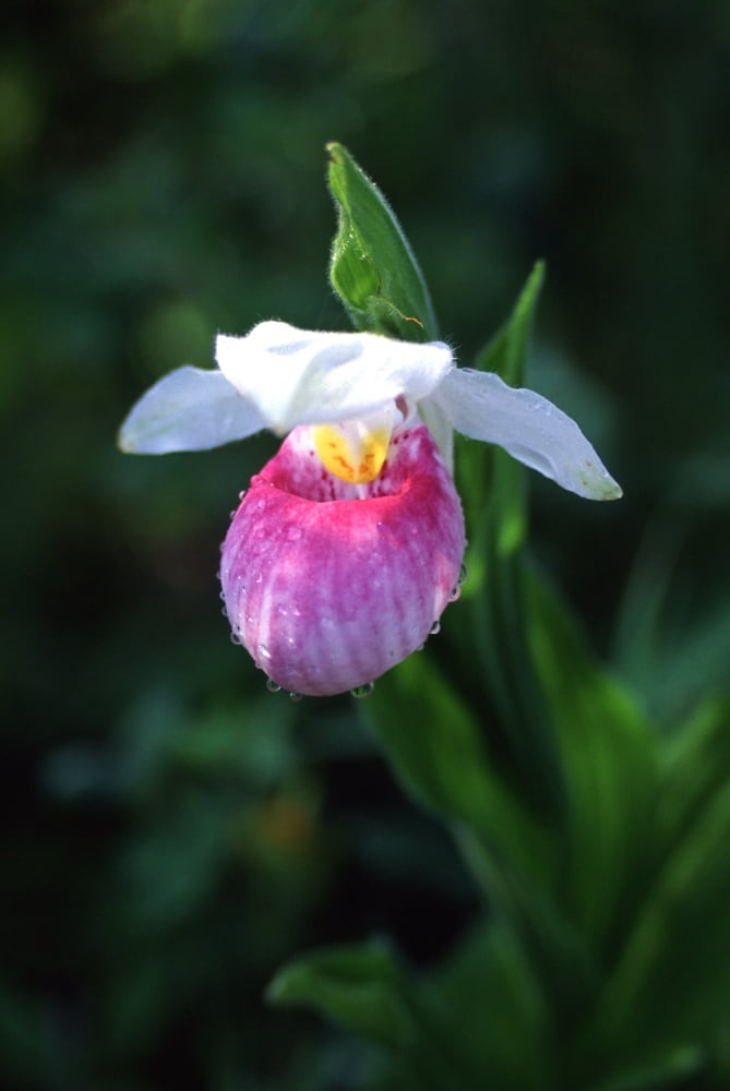 Lady Slipper Canvas Art - Doug Ohman (18 x 27)