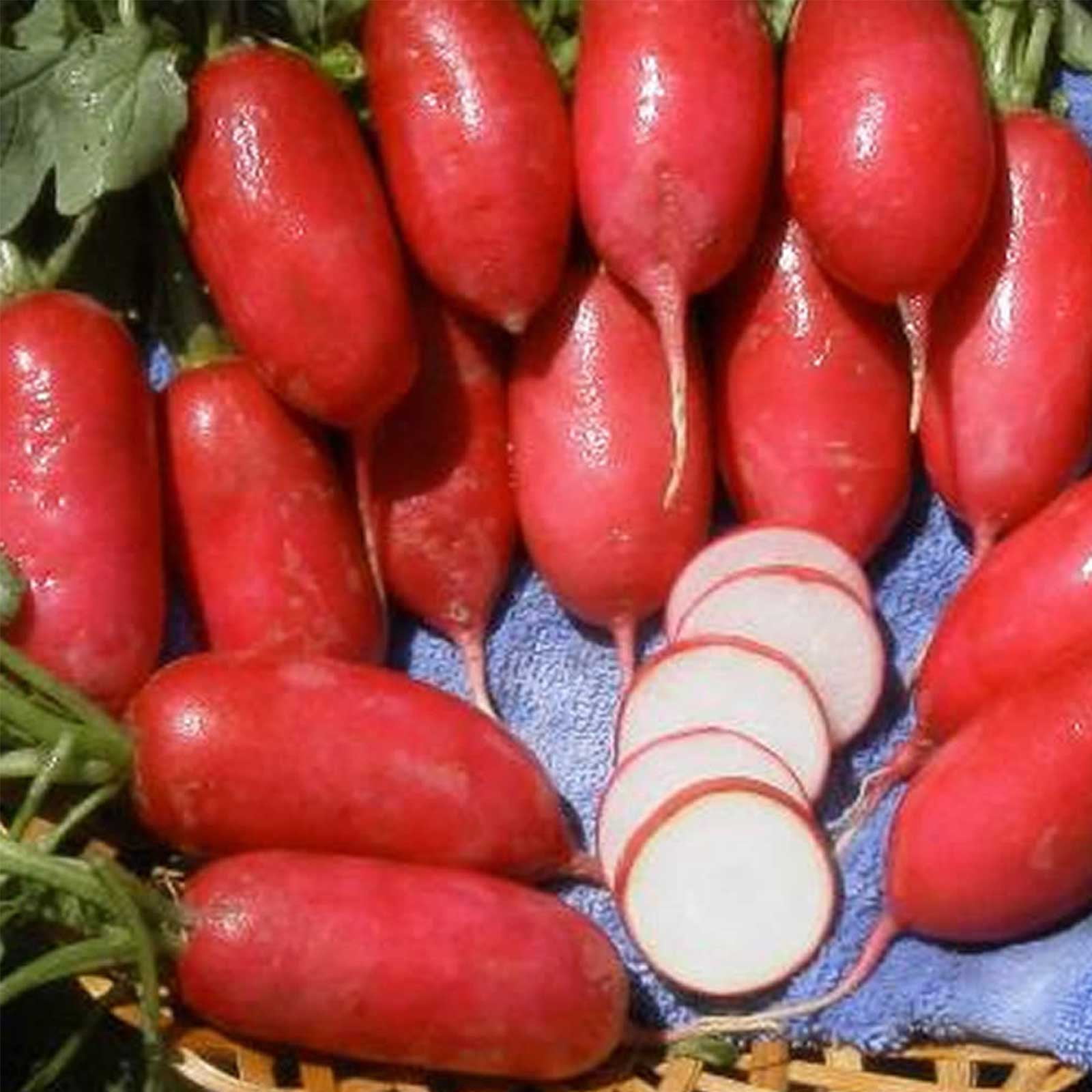 Mountain Valley Seed Company Lady Slipper Radish Seeds