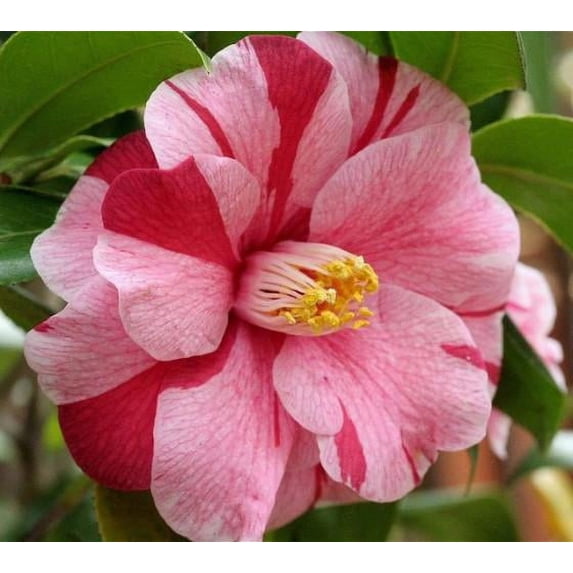 Lady Vansittart Variegated Camellia Japonica - Live Plant - ( 1 QT )
