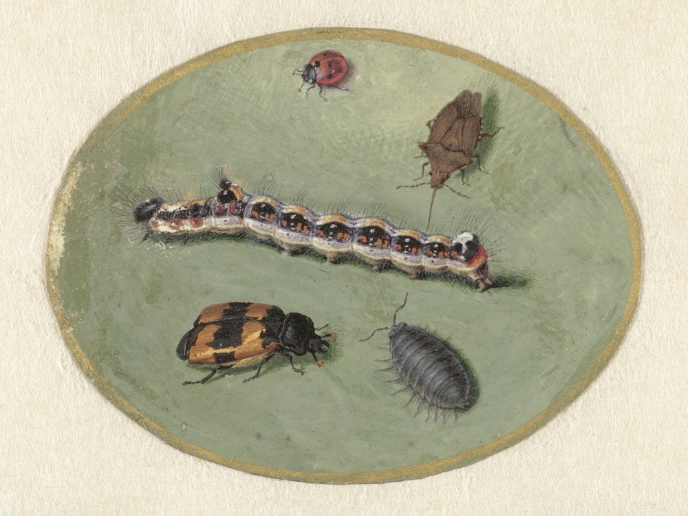 Ladybird Canvas Art - (36 x 24)