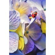 Ladybird Notebook Paperback