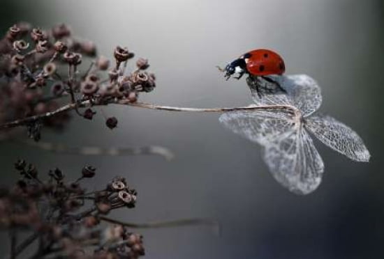 Ladybird On Hydrangea Canvas Art - Ellen Van Deelen (20 x 28)