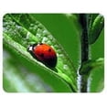 thumbnail image 1 of Ladybug Coasters, 1 of 1