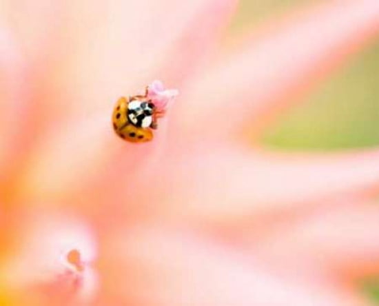 Ladybug I Canvas Art - Beth Wold (22 x 28)