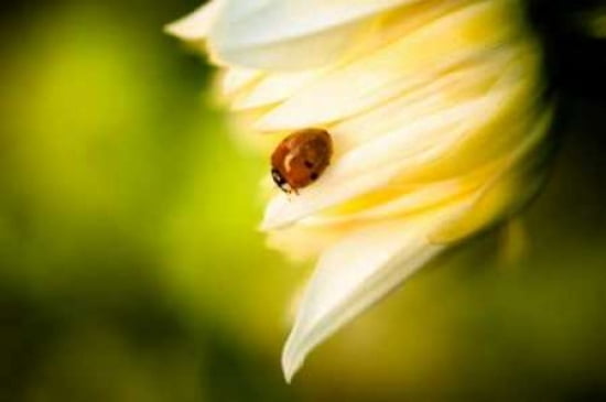 Ladybug II Canvas Art - Beth Wold (20 x 28)
