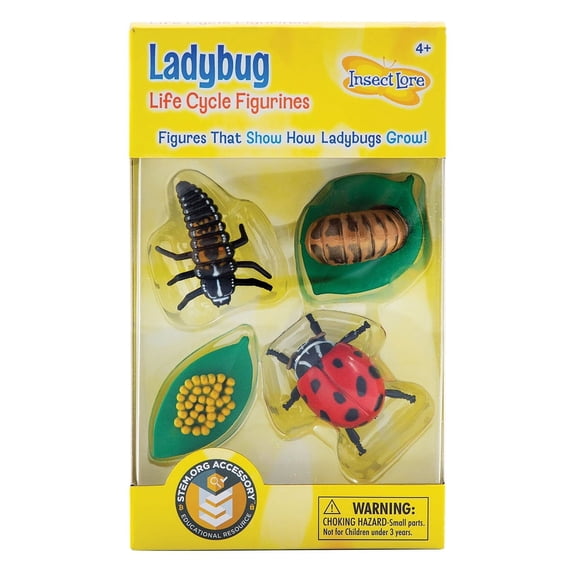 Insect Lore Ladybug Life Cycle Stages