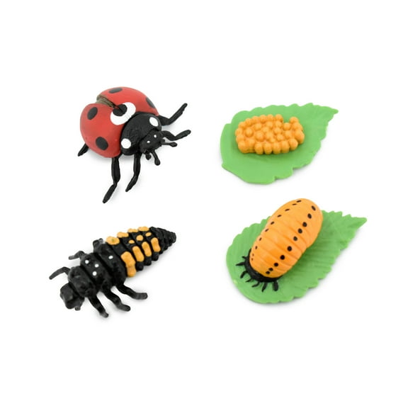 Ladybug, Life Cycle of a Lady Bug, 4 Stages, Museum Quality, Hand Painted, Rubber Insect, Figure, Model, Realistic, Educational, Gift, 2" CH487 BB150