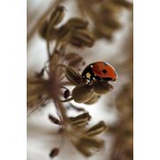 Ladybug Notebook Paperback