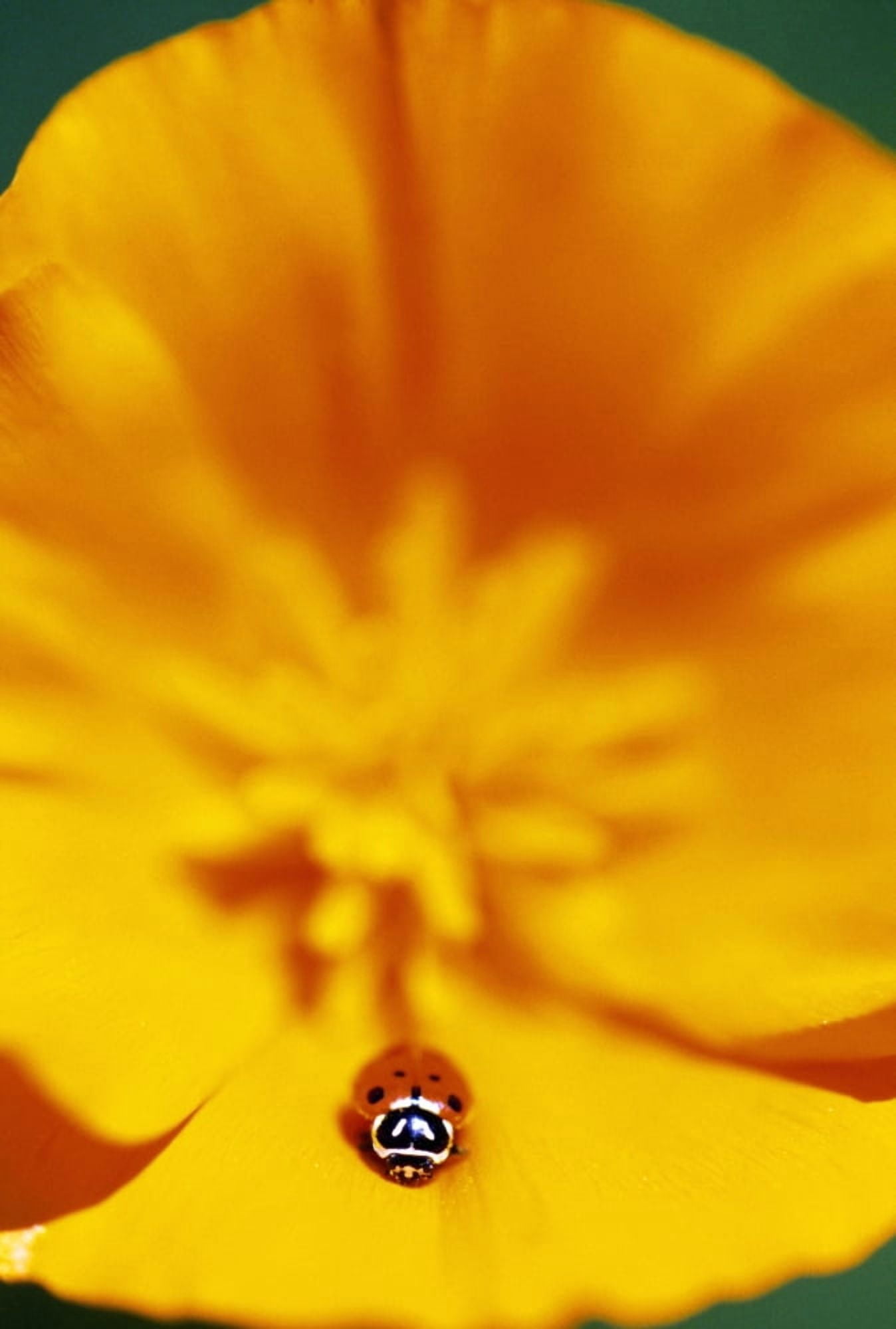 Ladybug On Poppy Flower Petal Canvas Art - Natural Selection Craig Tuttle Design Pics (24 x 36)