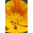 thumbnail image 1 of Ladybug On Poppy Flower Petal Poster Print by Natural Selection Craig Tuttle, 24 x 36 - Large, 1 of 1