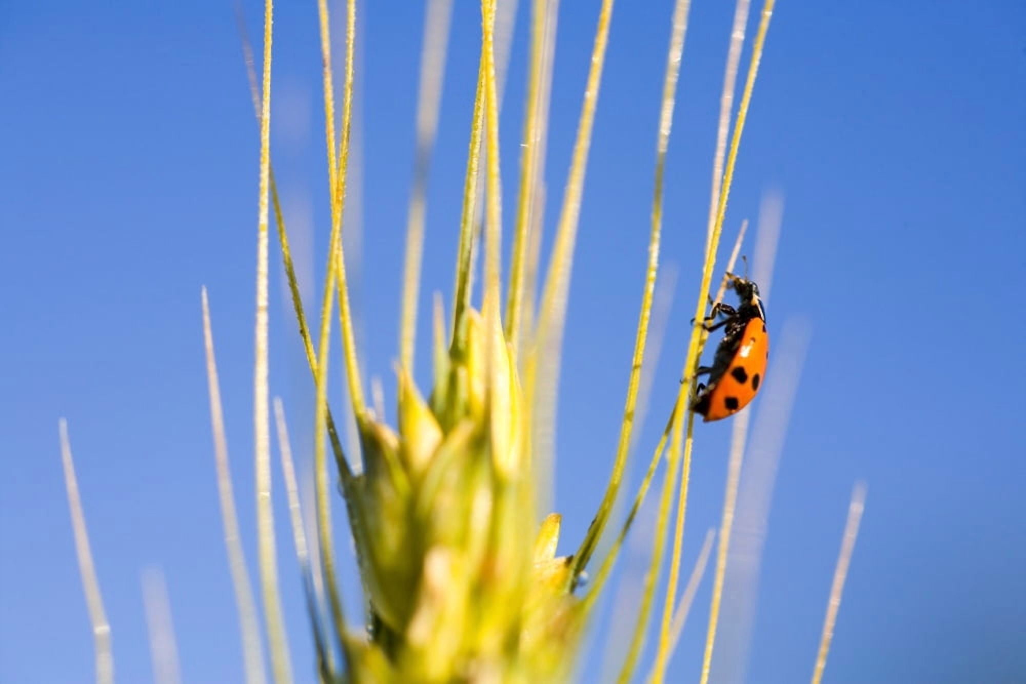 Ladybug On Wheat Canvas Art - Craig Tuttle  Design Pics (20 x 13)