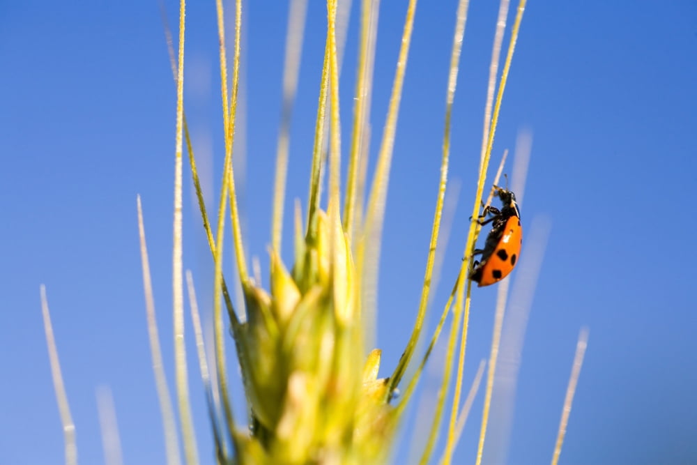 Ladybug On Wheat Canvas Art - Craig Tuttle  Design Pics (40 x 26)