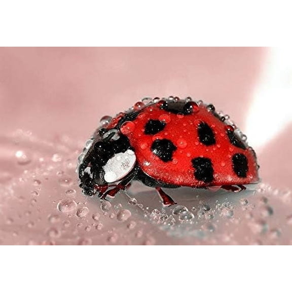 Jigsaw Puzzle for Adults, Colorful Ladybug on Leaf Insect Macro Art, 1000 Piece Premium Puzzle, Detailed Natural Science Art for Unique Home Decor