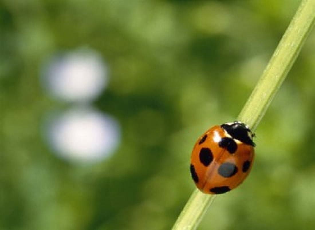 Ladybug on a stem Canvas Art - Panoramic Images (16 x 12)