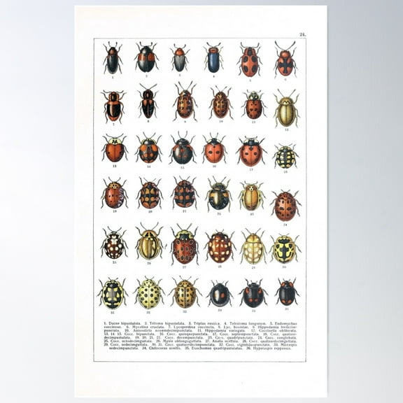 Ladybugs And Beetles Poster Wall Art, Modern Wall Decor For Living Room Bedroom, 24x36 UNFRAMED