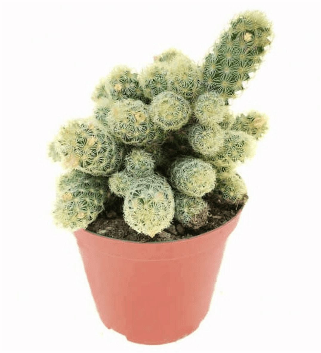 Ladyfinger Cactus Live Plant Mammillaria Elongata Cactus Cluster Plant in  4"Pot - Walmart.com
