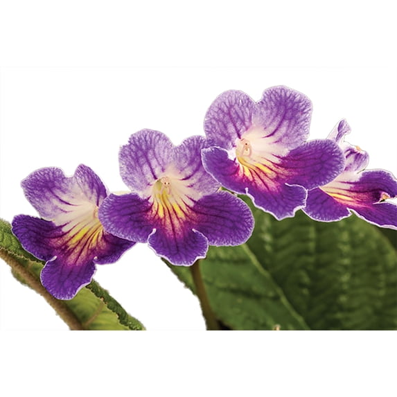 Ladyslippers® Azure Streptocarpus - 4" Pot - Collector's Series