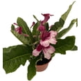 thumbnail image 1 of Ladyslippers® Red Bicolor Streptocarpus - 4" Pot - Collector's Series, 1 of 3