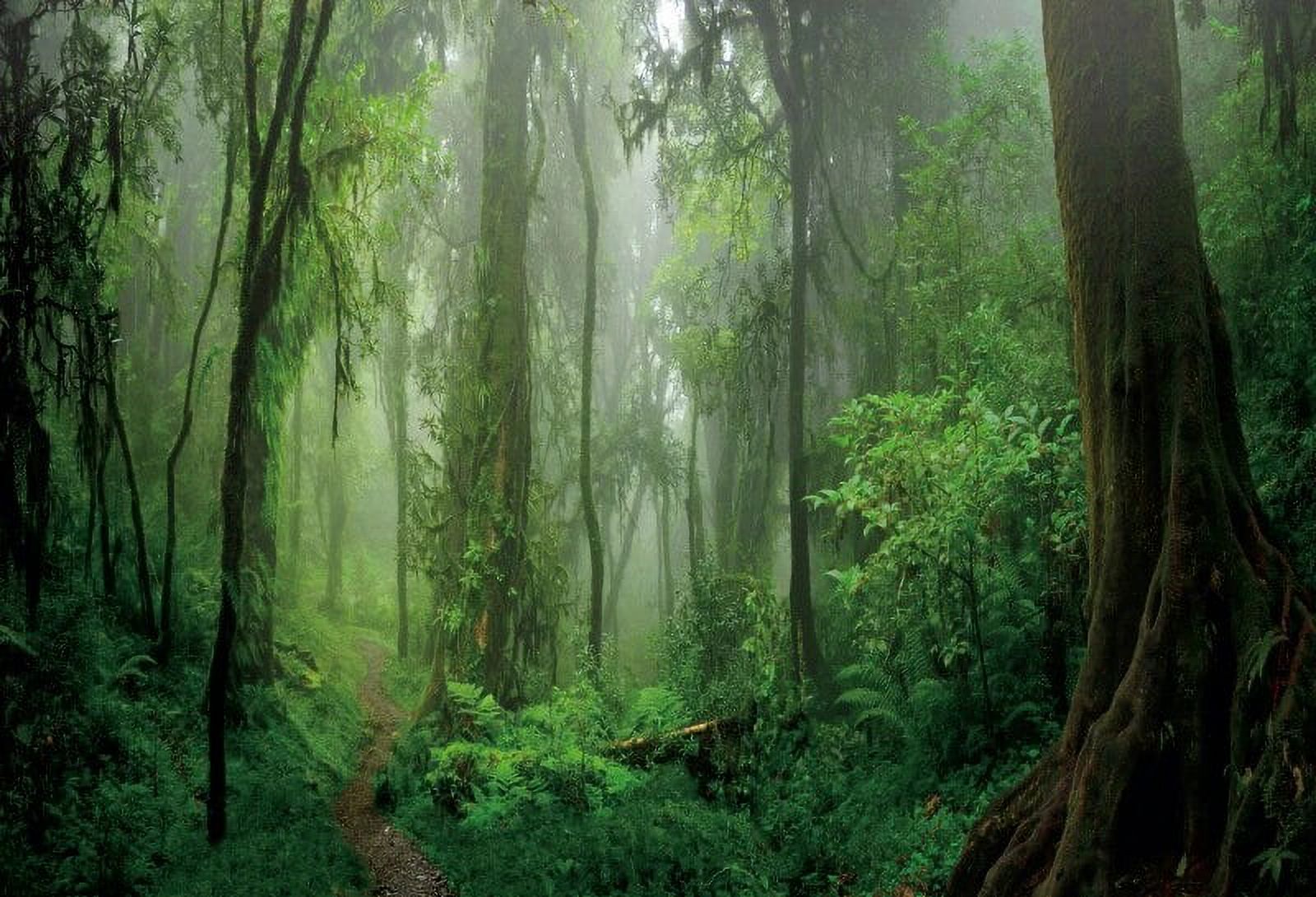 Laeacco Trees Tropical Rainforest Scenic Home Decor Poster Photo Shoot