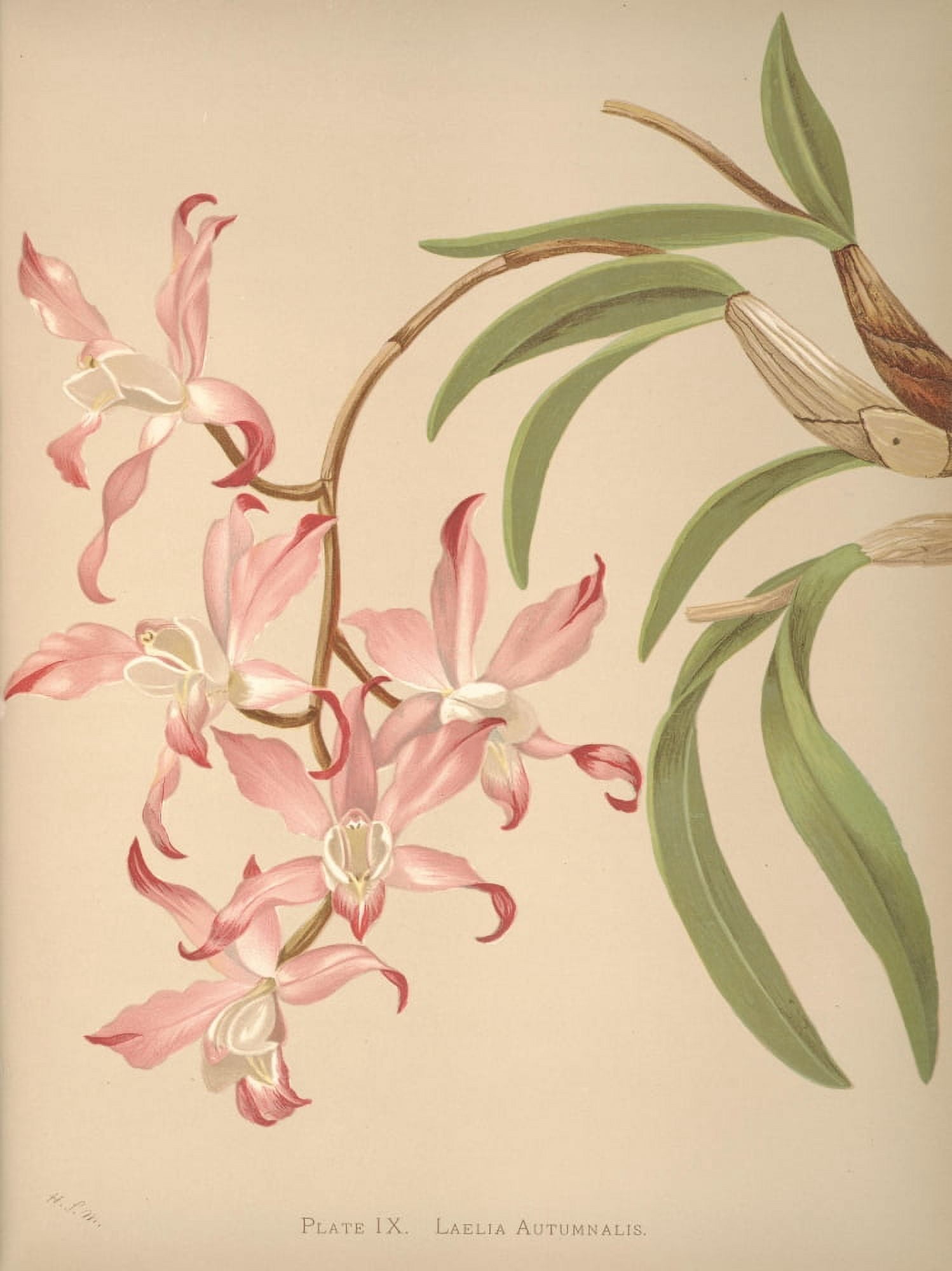 Laelia Autumnalis Canvas Art - HS Miner (24 x 36)