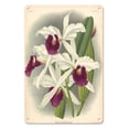 thumbnail image 1 of Laelia Orchid (Laelia Purpurata Lindi) - Vintage Botanical Illustration by Jean Jules Linden c.1890 - 8 x 12 inch Vintage Metal Tin Sign, 1 of 4