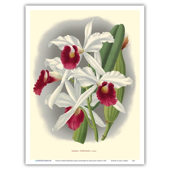 Laelia Orchid (Laelia Purpurata Lindi) - Vintage Botanical Illustration by Jean Jules Linden c.1890 - Master Art Print (Unframed) 9in x 12in