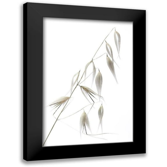 Lagandre 11x14 Black Modern Framed Museum Art Print Titled - Reed Delicacy