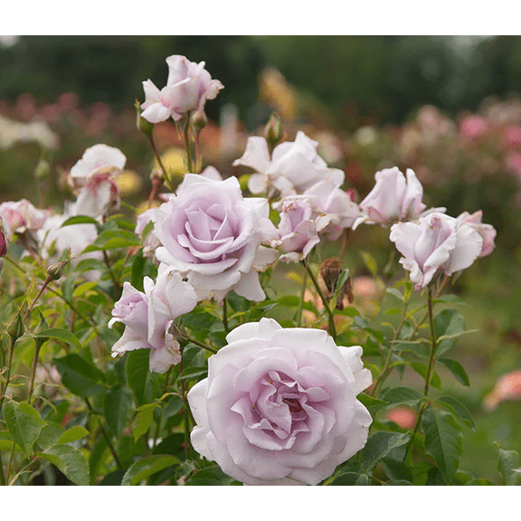 Lagerfeld Rose Plant Live for Planting, Lavender Rose Flowers Shurb 5-9"Tall, Fragrant Flowers Vibrant Blooms