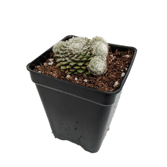 Lagger's Mini Hens & Chicks - Sempervivum - Very Hardy - 2.5" Pot