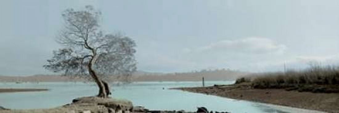 Lagoon Oak Tree Canvas Art - Alan Blaustein (12 x 36)