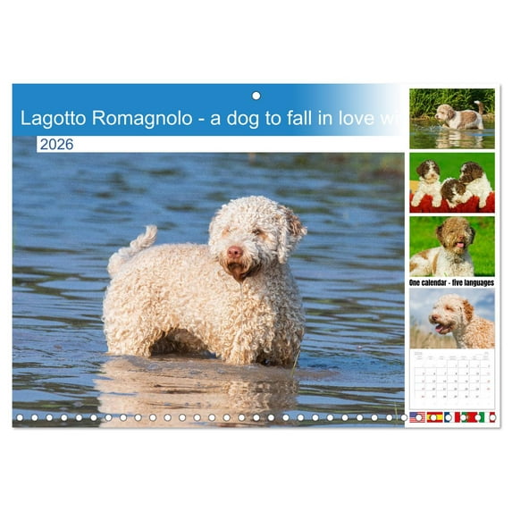 Lagotto Romagnolo - a dog to fall in love with (Monthly Wall Calendar 2026 16.5 x 23.4 (open)), CALVENDO 14 Month Calendar