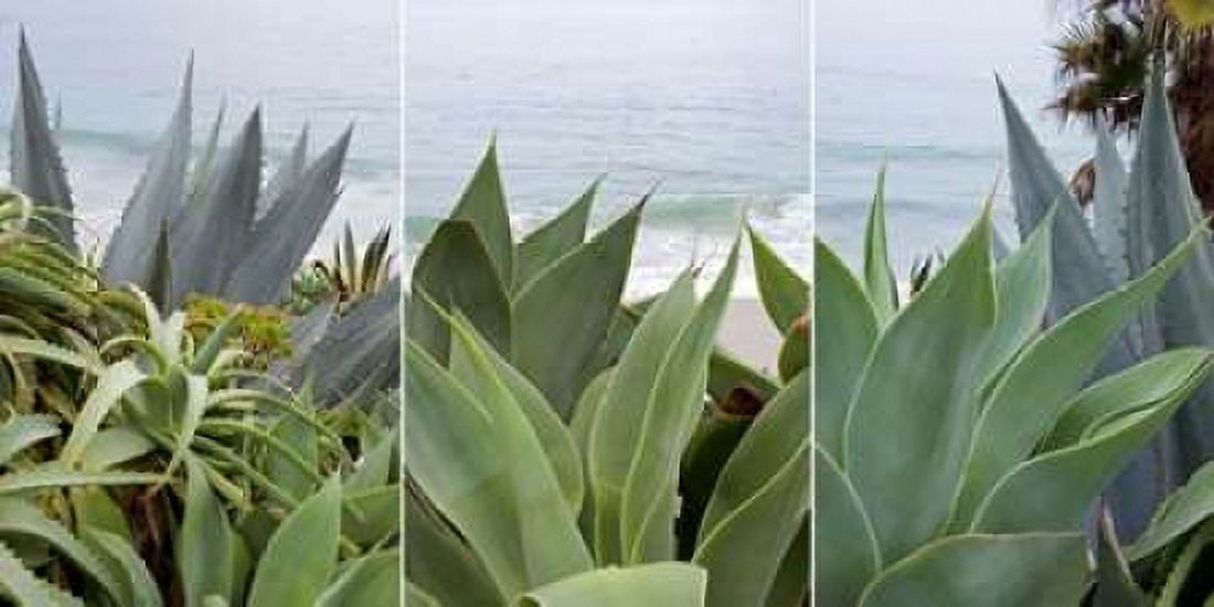 Laguna Coast - 2 Canvas Art - Alan Blaustein (10 x 20)
