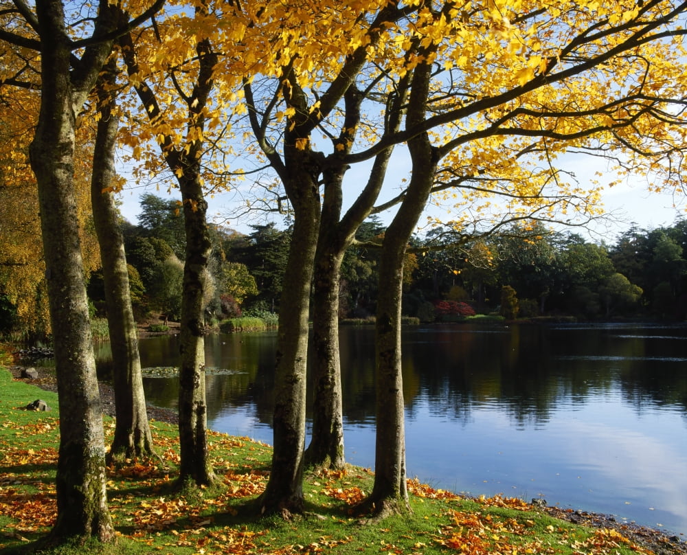 Lake And Trees Mount Stewart Co Down Ireland Canvas Art - The Irish Image Collection  Design Pics (17 x 13)
