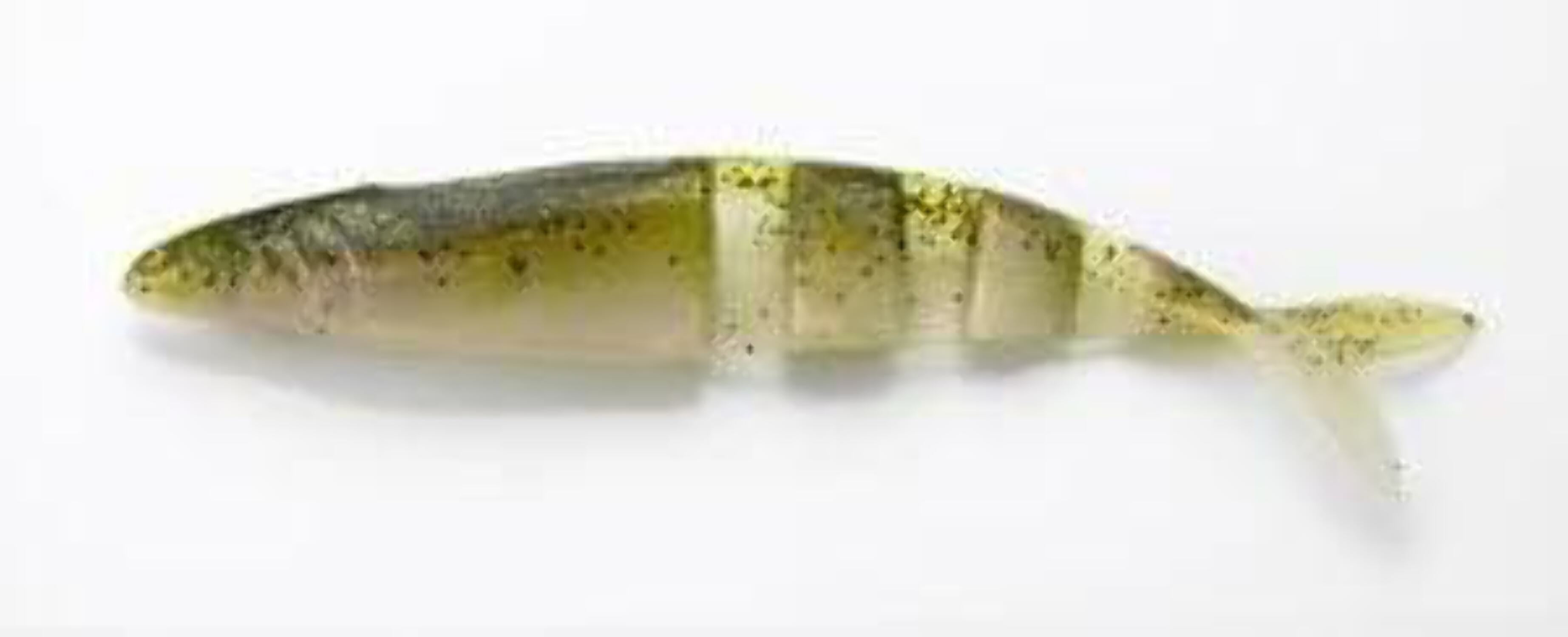 Lake fork tackle magic shad outlet