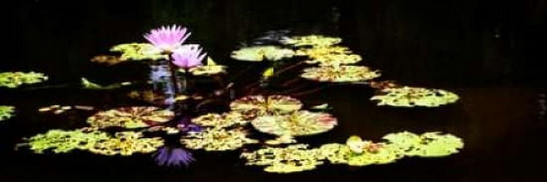 Lake Lilies I Canvas Art - Alan Hausenflock (8 x 24)
