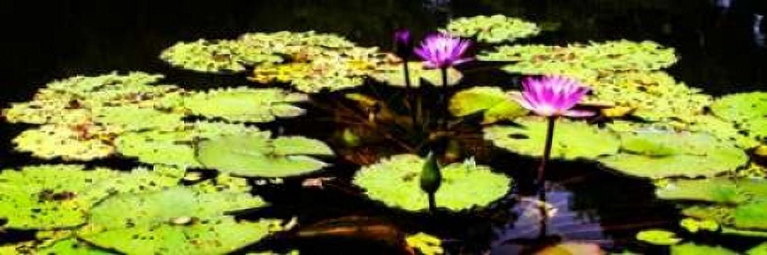 Lake Lilies II Canvas Art - Alan Hausenflock (12 x 36)