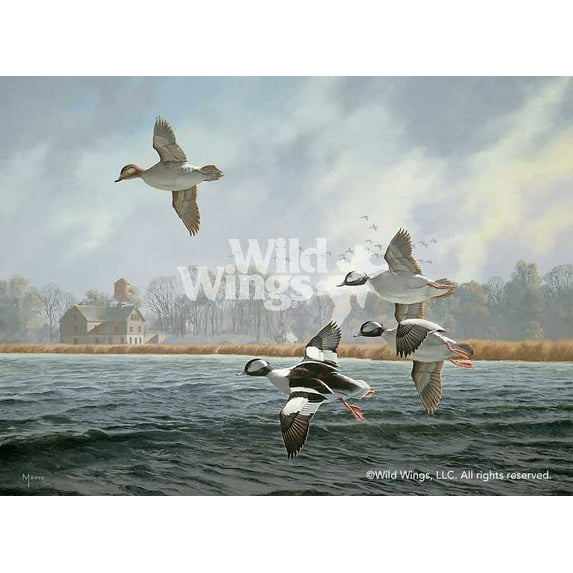 Lake Minnetonka—Buffleheads