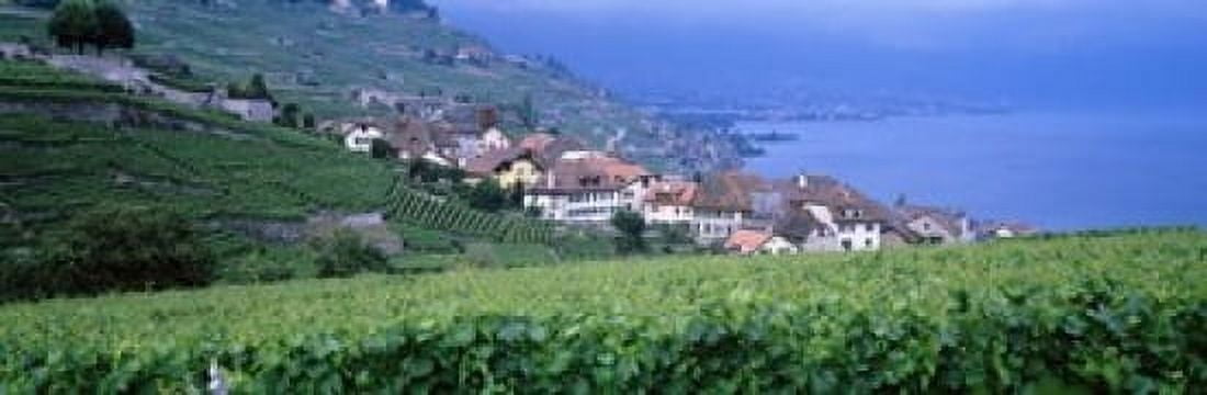 Lake Of Geneva Vineyards Rivaz Switzerland Canvas Art - Panoramic Images (18 x 6)