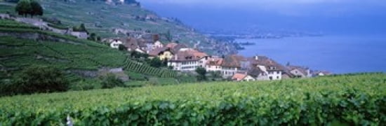 Lake Of Geneva Vineyards Rivaz Switzerland Canvas Art - Panoramic Images (36 x 12)