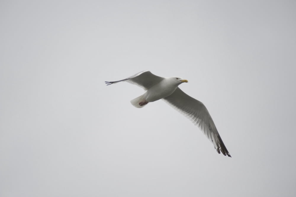 Lake Of The Woods Ontario Canada Gulls Over The Lake Canvas Art - Keith Levit Design Pics (19 x 12)