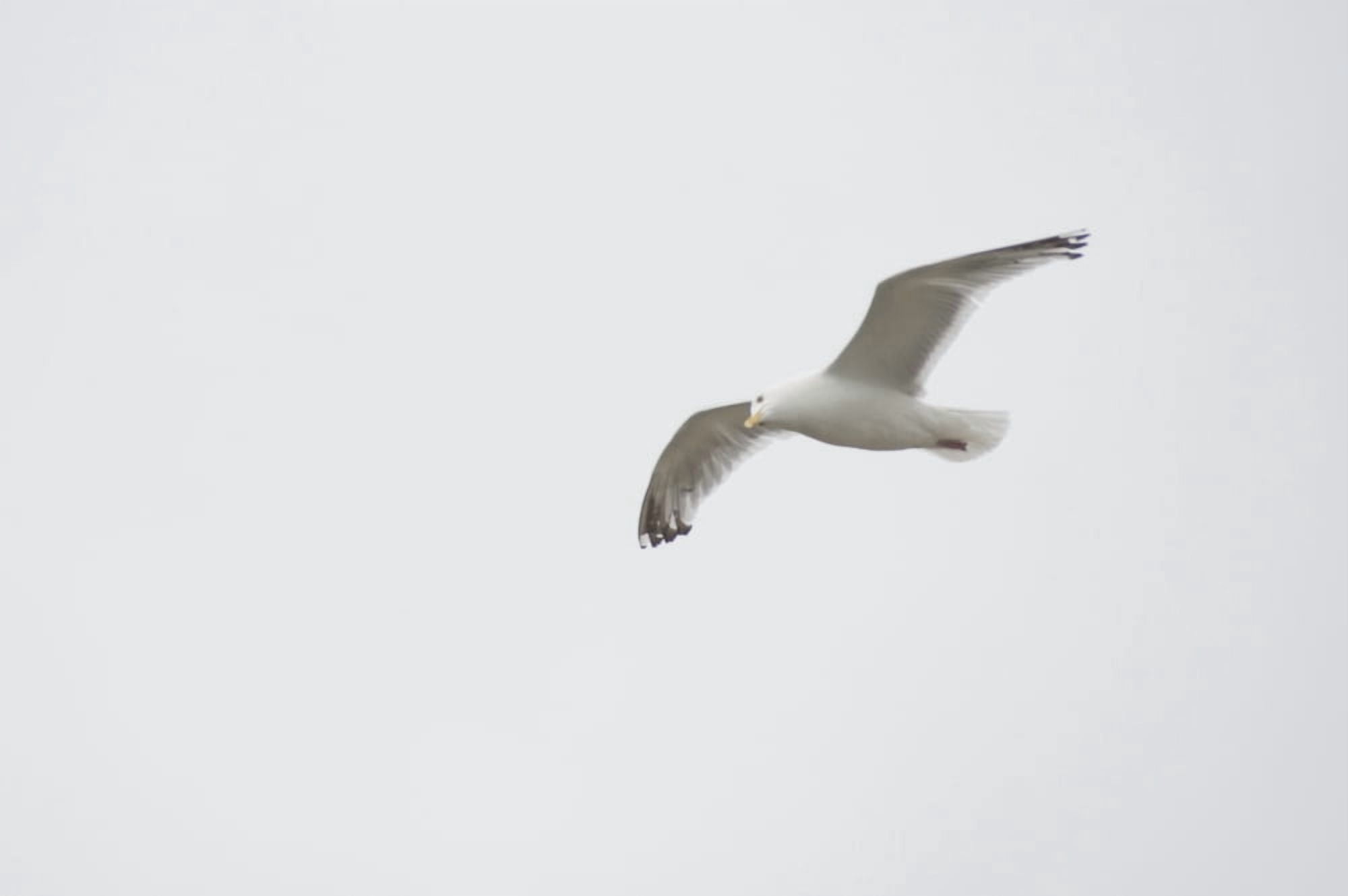 Lake Of The Woods Ontario Canada Gulls Over The Lake Canvas Art - Keith Levit Design Pics (19 x 12)
