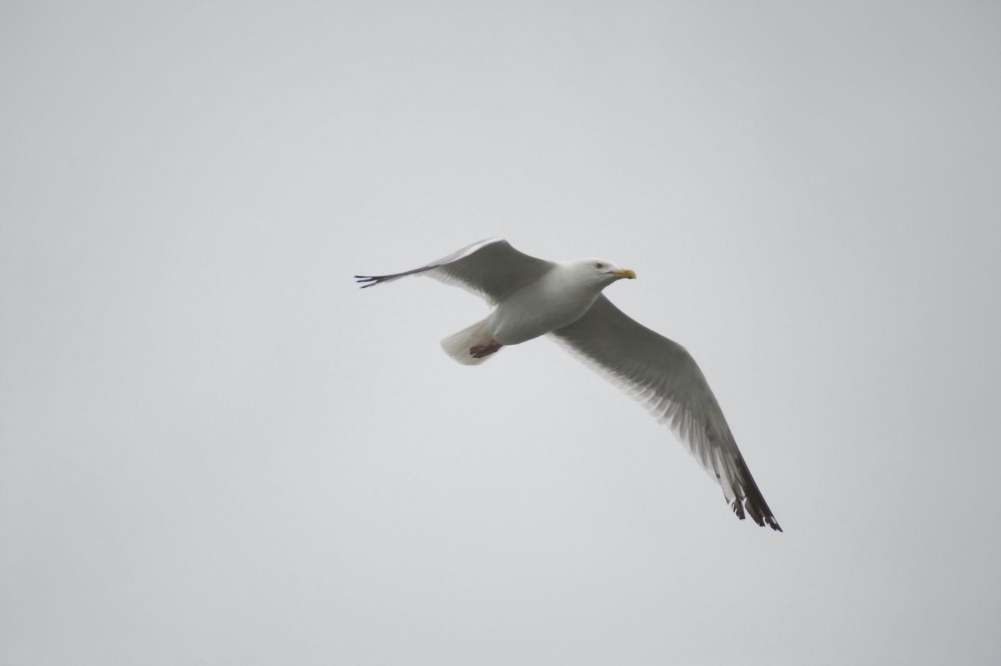 Lake Of The Woods Ontario Canada Gulls Over The Lake Canvas Art - Keith Levit Design Pics (38 x 24)