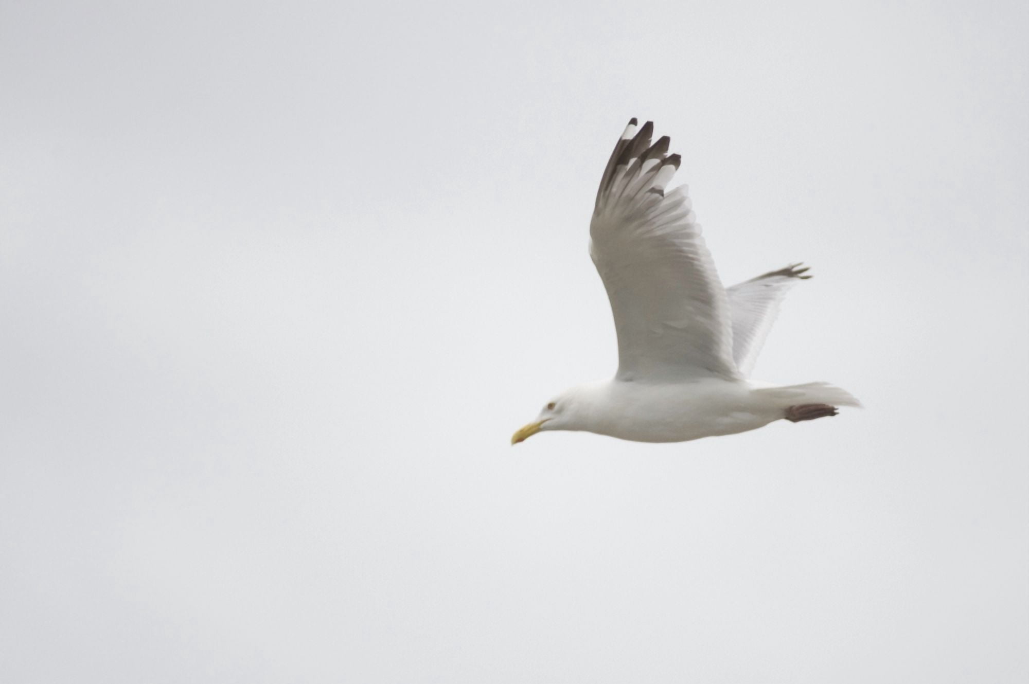 Lake Of The Woods Ontario Canada Gulls Over The Lake Canvas Art - Keith Levit Design Pics (38 x 24)
