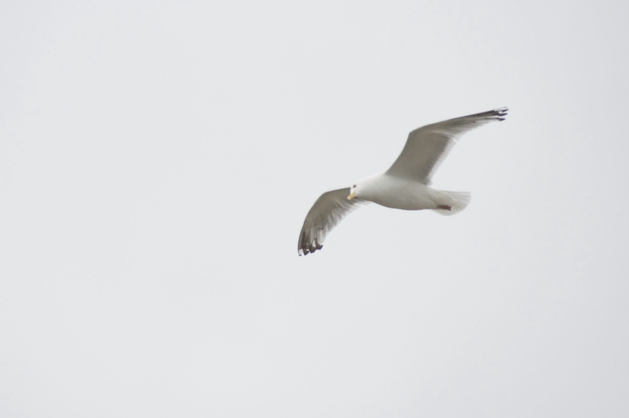 Lake Of The Woods Ontario Canada Gulls Over The Lake Canvas Art - Keith Levit Design Pics (38 x 24)